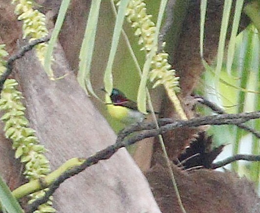 Handsome Sunbird - ML646925120