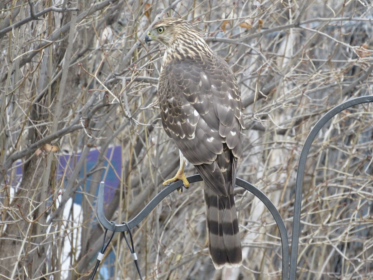 Cooper's Hawk - ML646925124