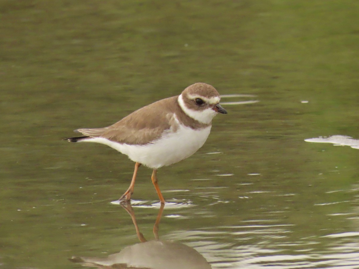 Semipalmated Plover - ML646925125