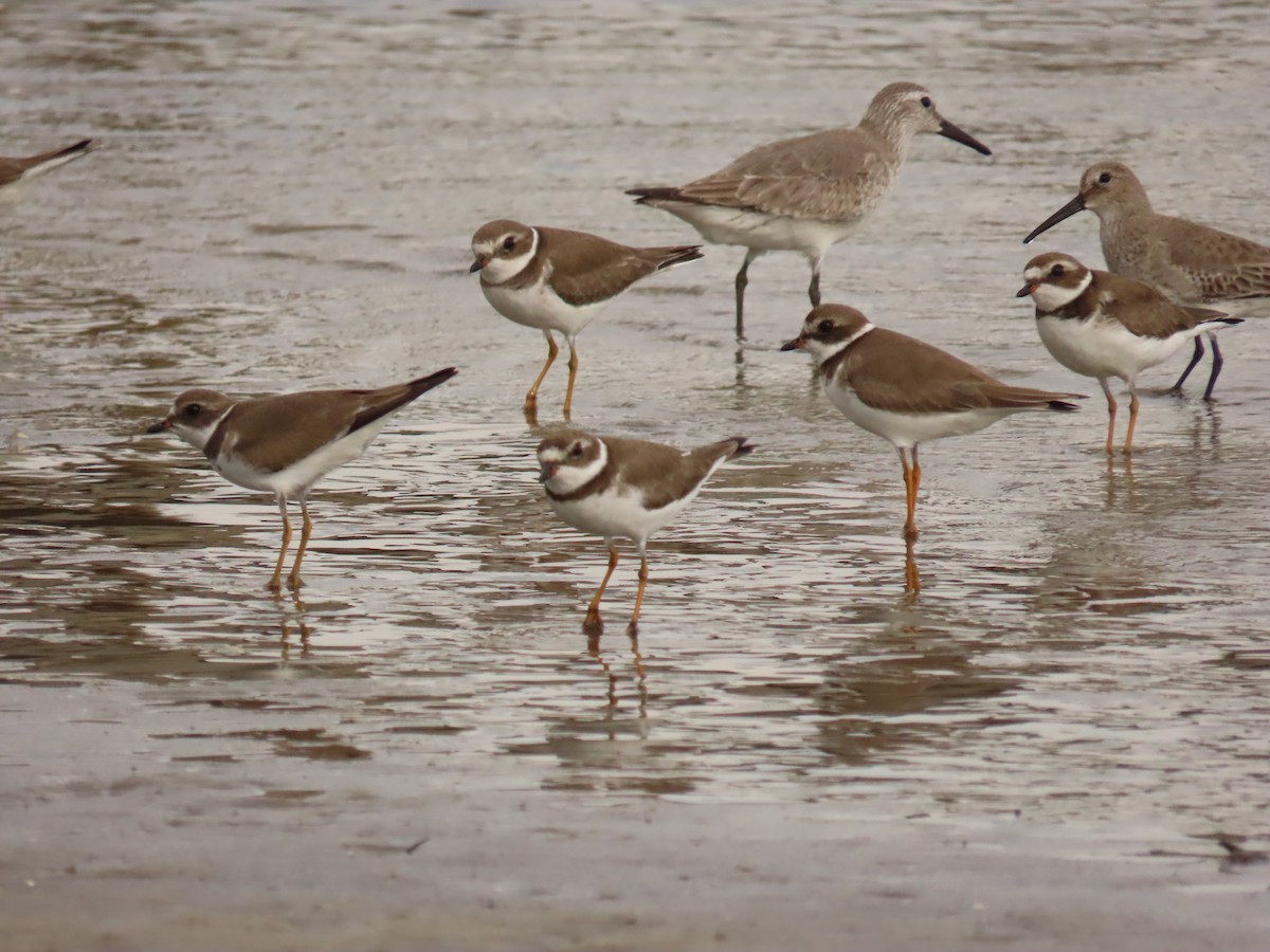 Semipalmated Plover - ML646925126