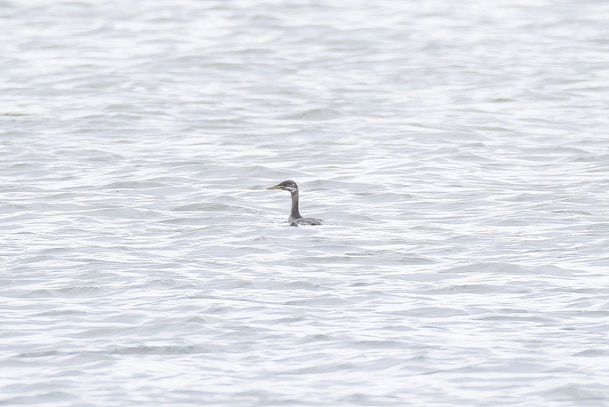 Red-necked Grebe - ML646925128