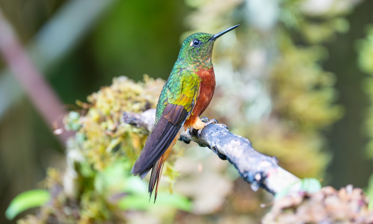 Chestnut-breasted Coronet - ML646925130