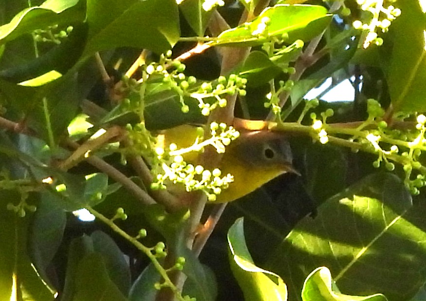 Червоїд сіроголовий - ML646925131