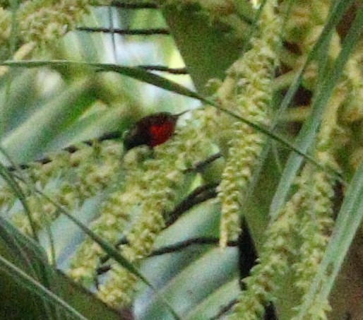 Purple-throated Sunbird - ML646925139