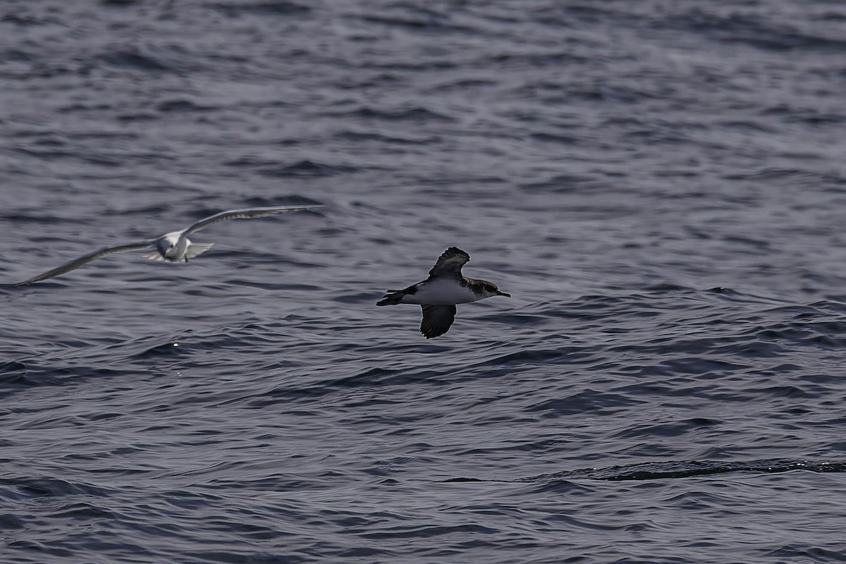 Manx Shearwater - ML646925143