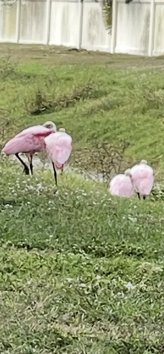Roseate Spoonbill - ML646925144