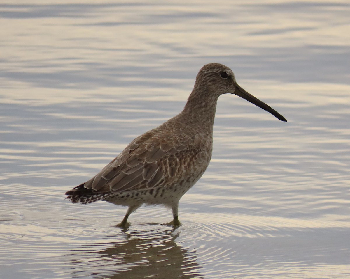 Short-billed Dowitcher - ML646925146