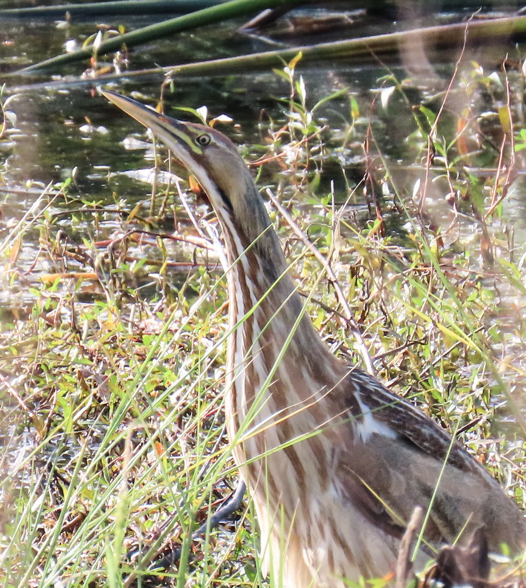 American Bittern - ML646925154