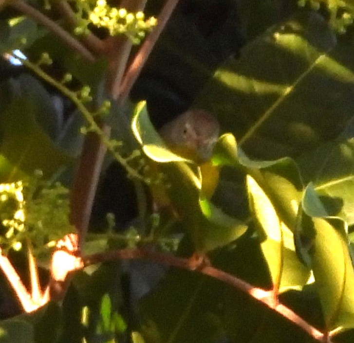 Червоїд сіроголовий - ML646925155