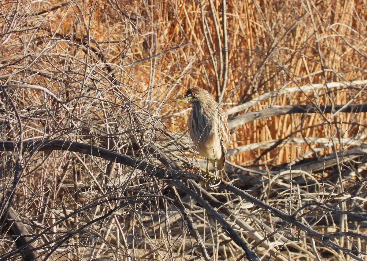 Квак звичайний - ML646925157