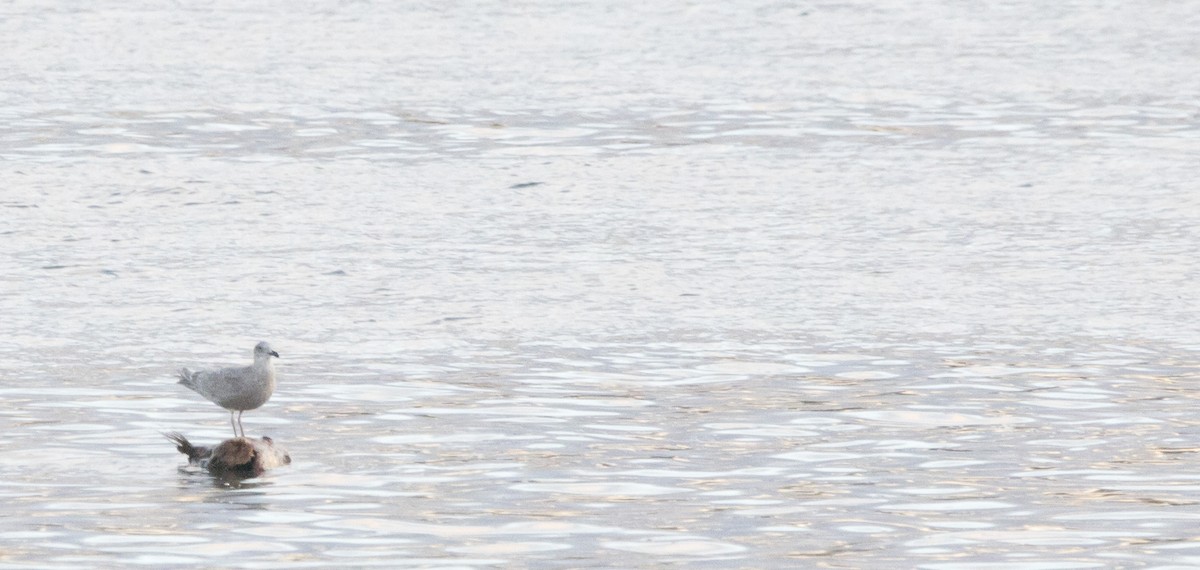 gull sp. - ML646925160