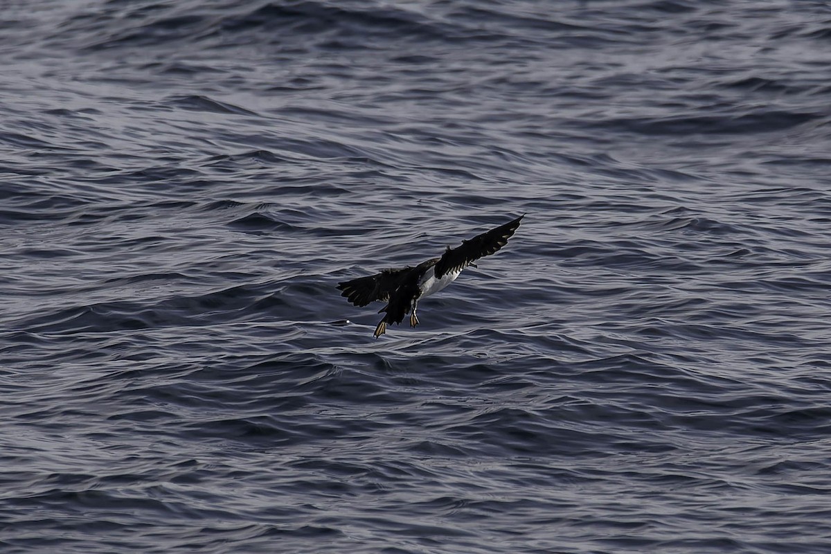 Manx Shearwater - ML646925162