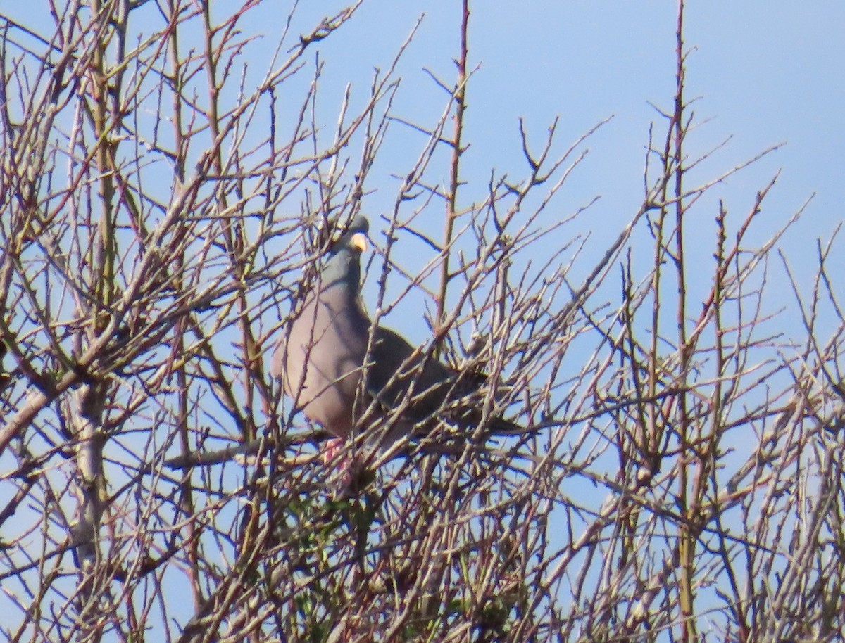 Common Wood-Pigeon - ML646925164