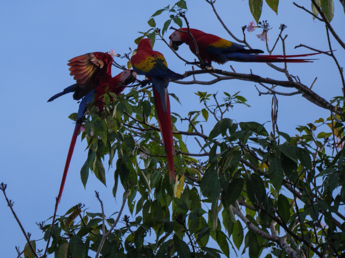 rødara - ML646925166