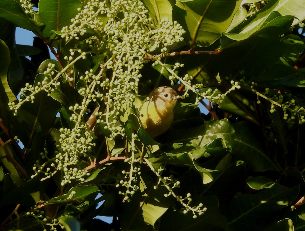 Червоїд сіроголовий - ML646925168