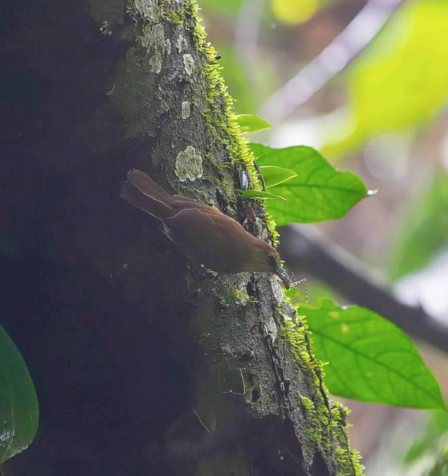 ムナフムシクイチメドリ - ML646925169