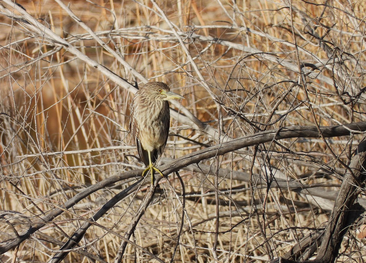 Квак звичайний - ML646925180