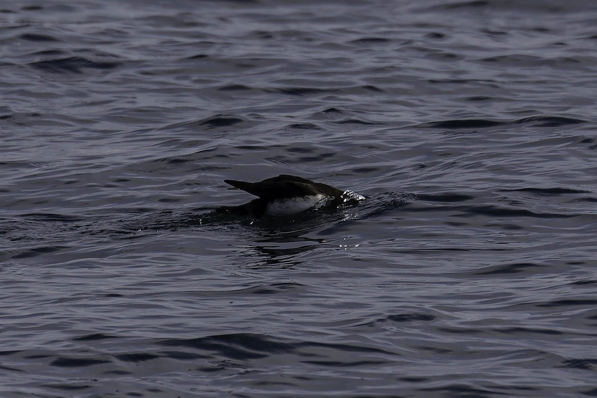 Manx Shearwater - ML646925181