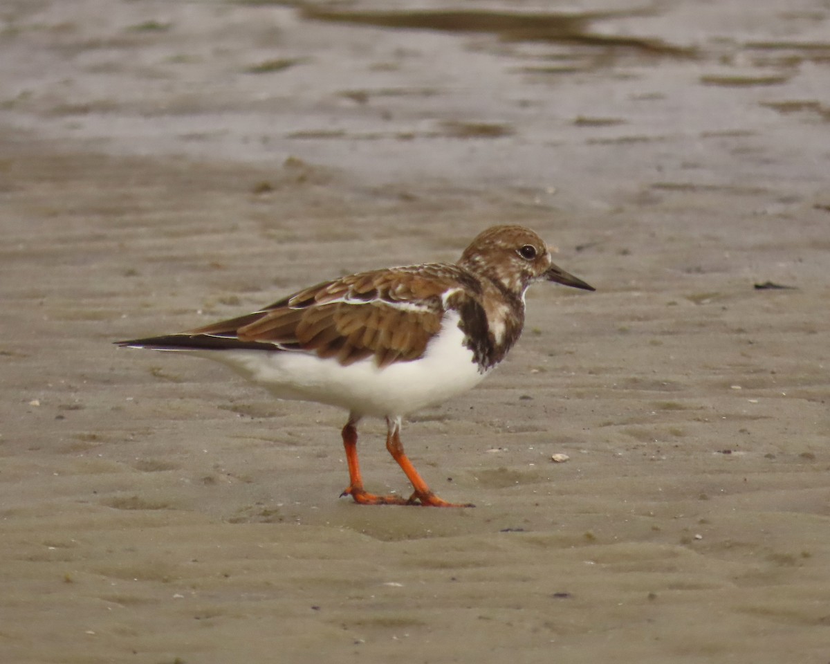 Ruddy Turnstone - ML646925184