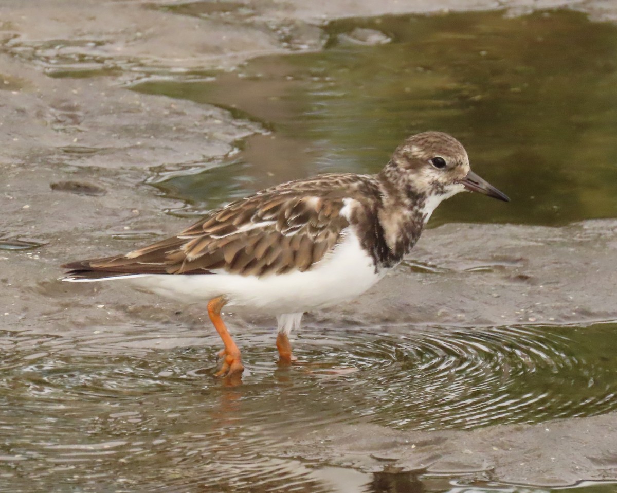 Ruddy Turnstone - ML646925185