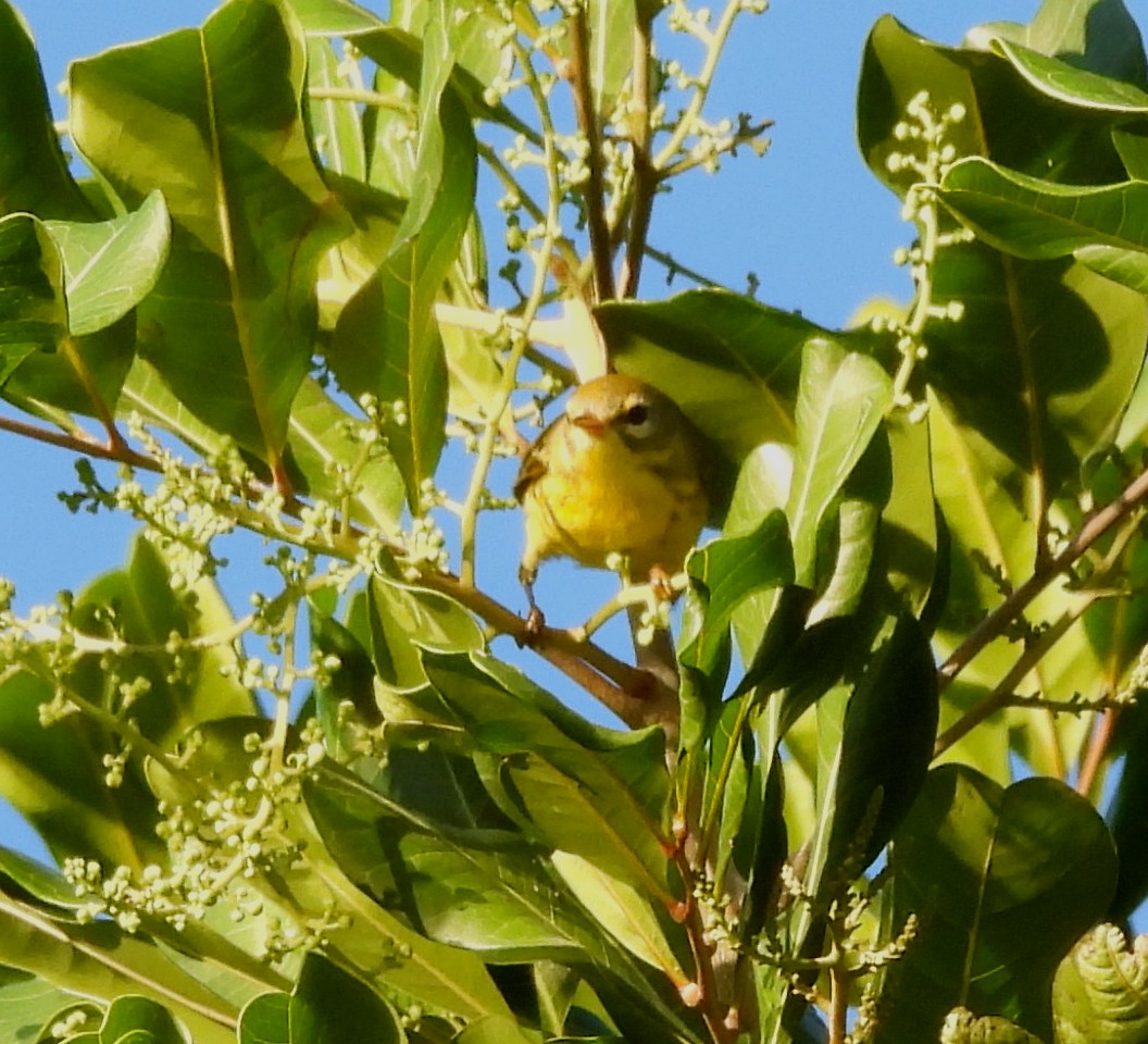 Пісняр-лісовик прерієвий - ML646925187