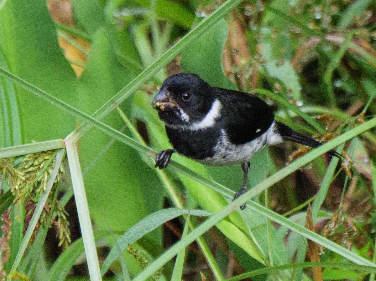 kullfrøeter - ML646925188