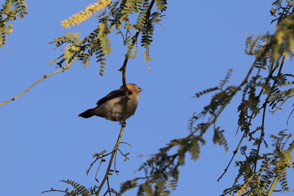 African Silverbill - ML646925190