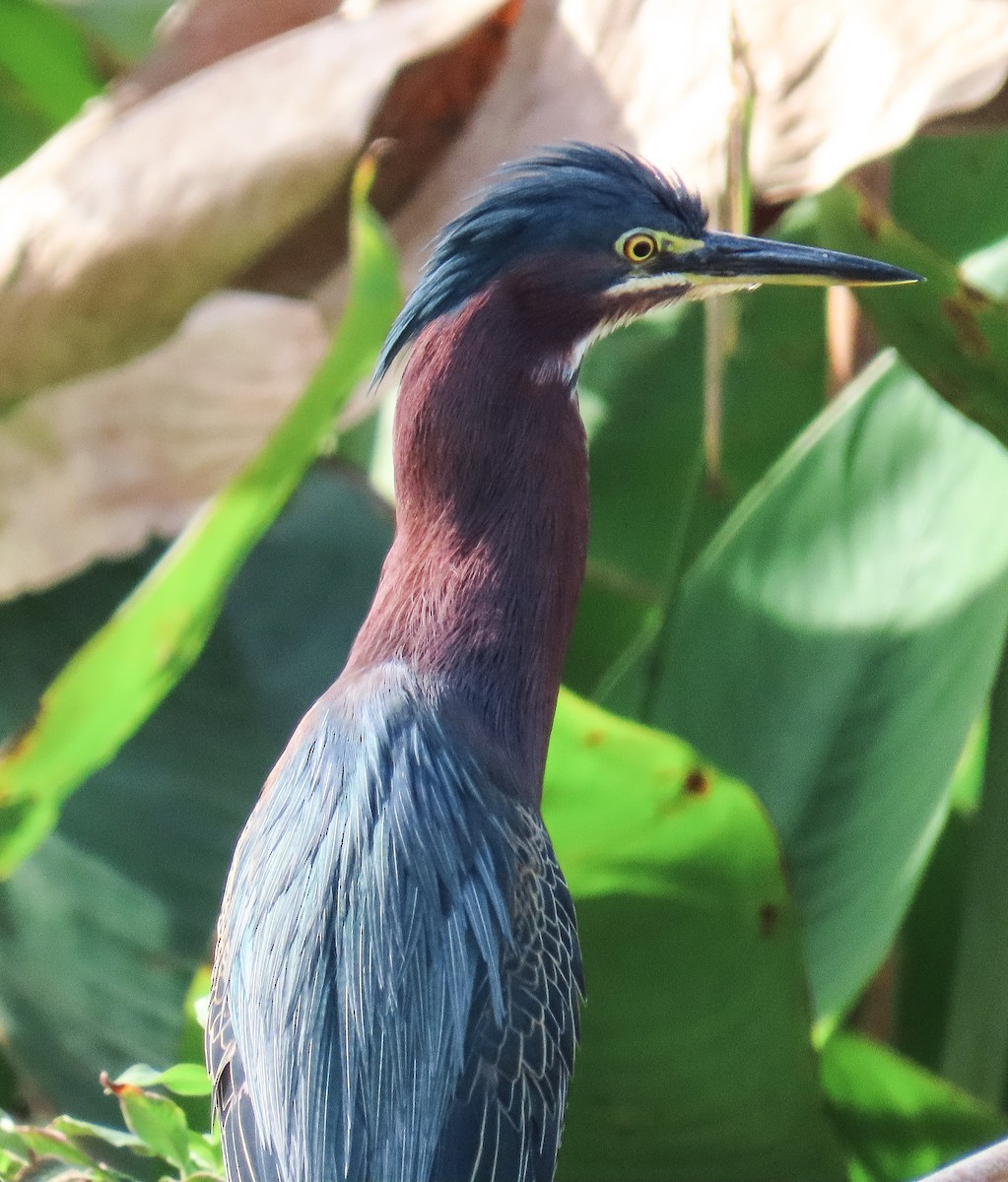 אנפית ירוקה - ML646925191