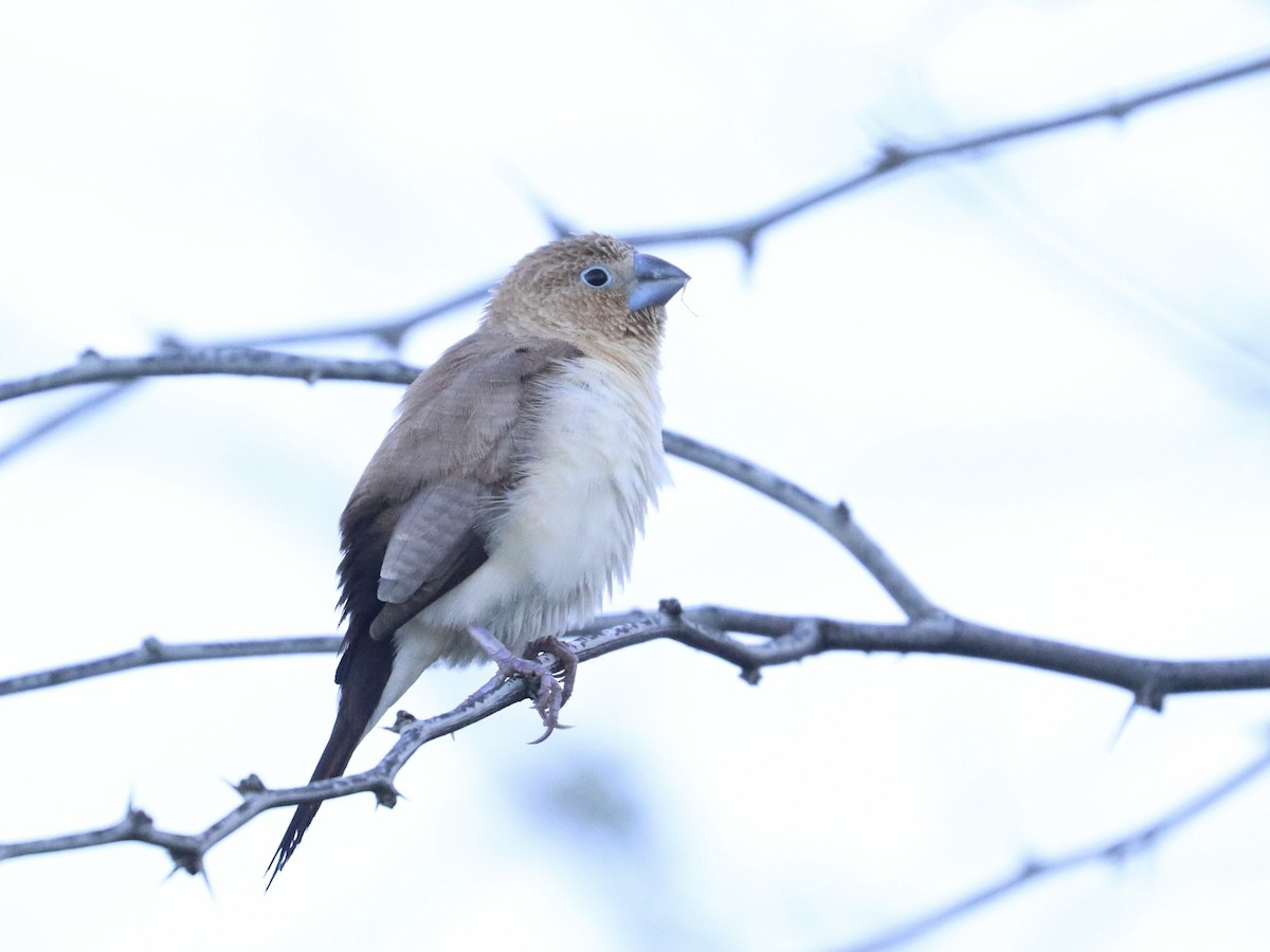 African Silverbill - ML646925193