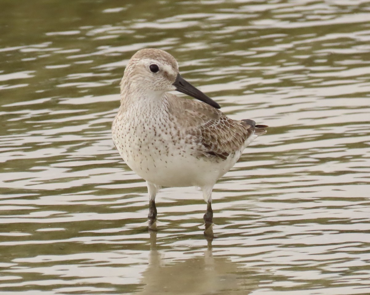 Red Knot - ML646925199
