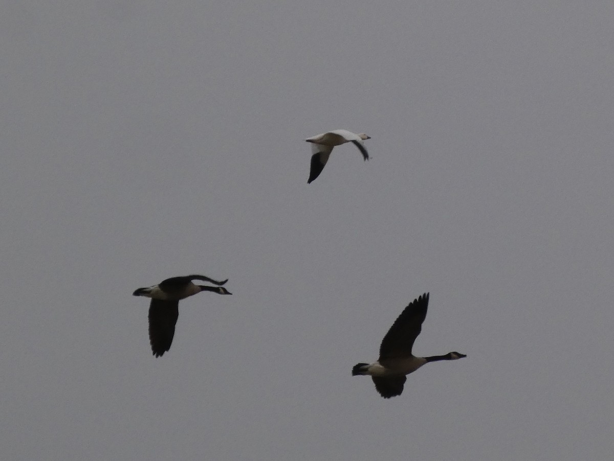 Ross's Goose - ML646925203