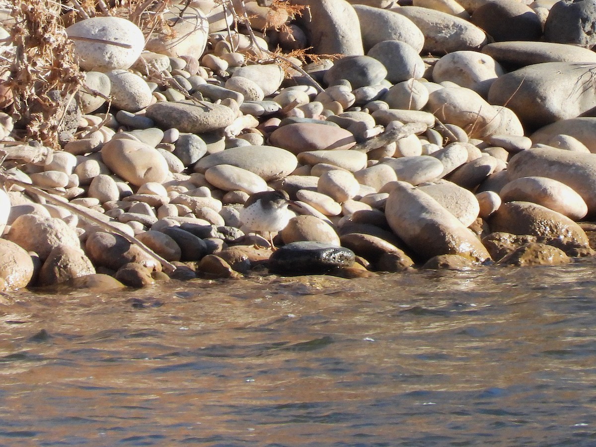 Spotted Sandpiper - ML646925204