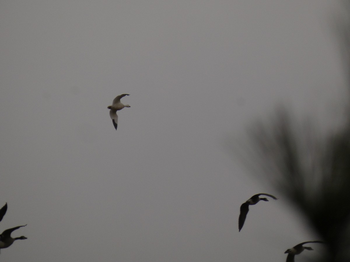 Ross's Goose - ML646925205