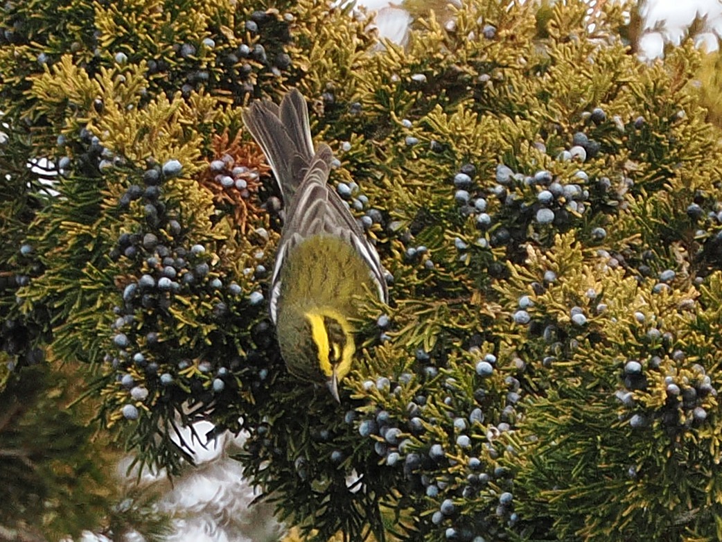 Townsend's Warbler - ML646925207