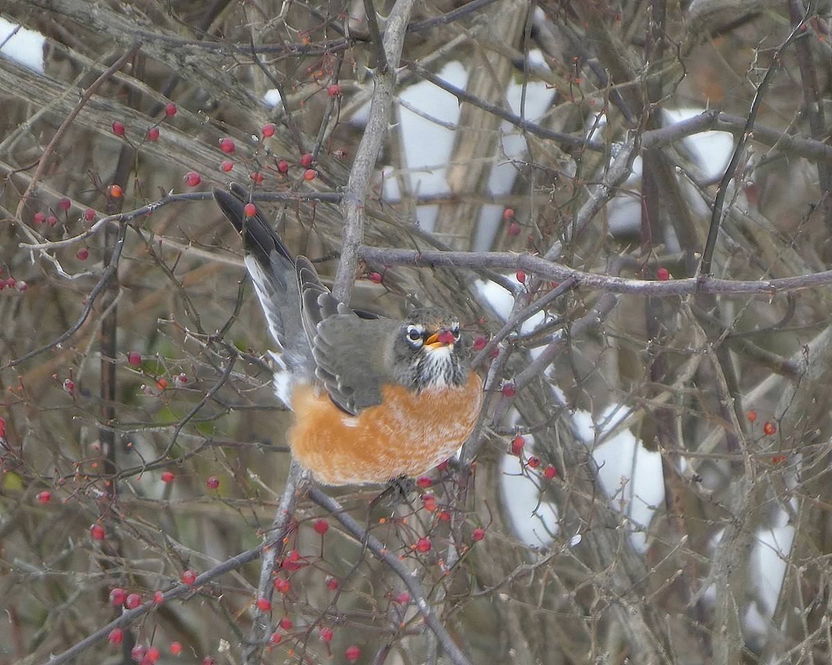 American Robin - ML646925208
