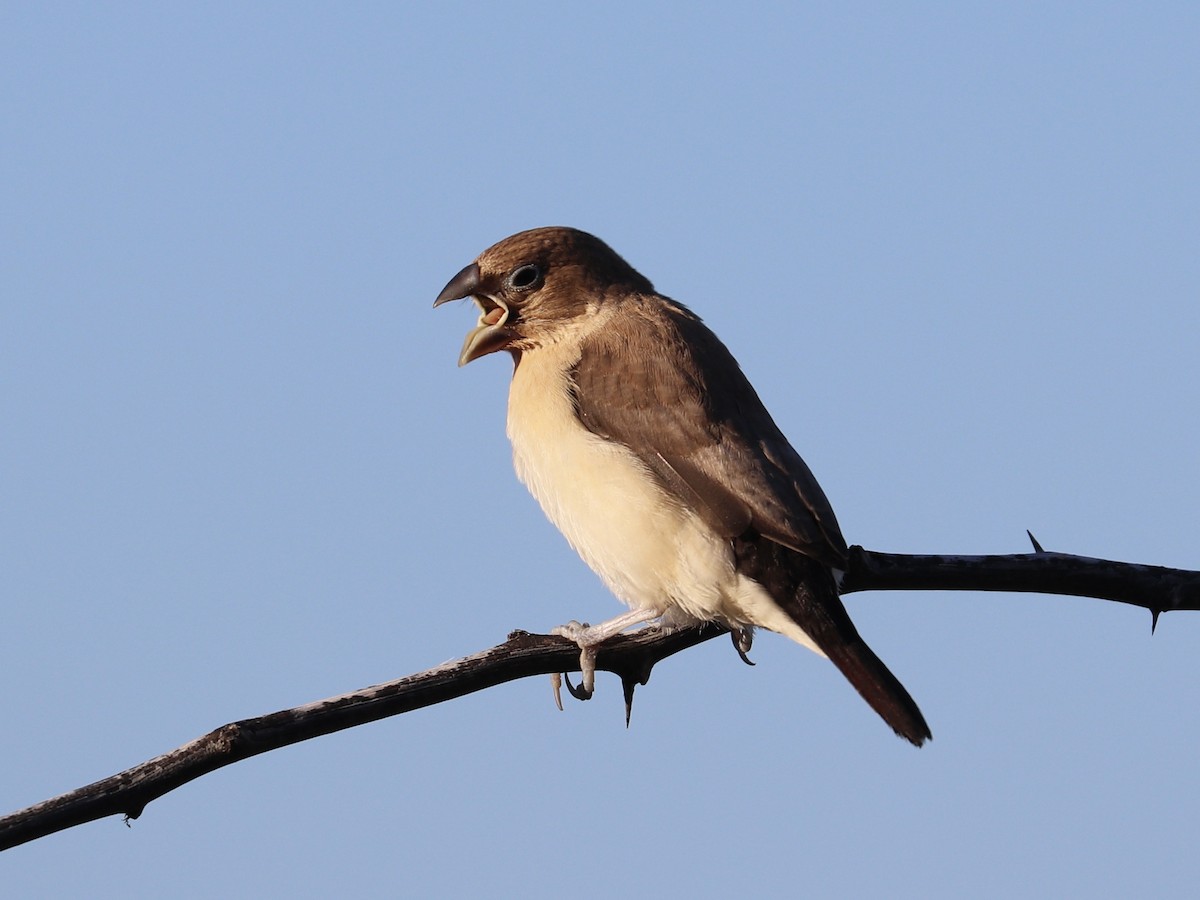 African Silverbill - ML646925209