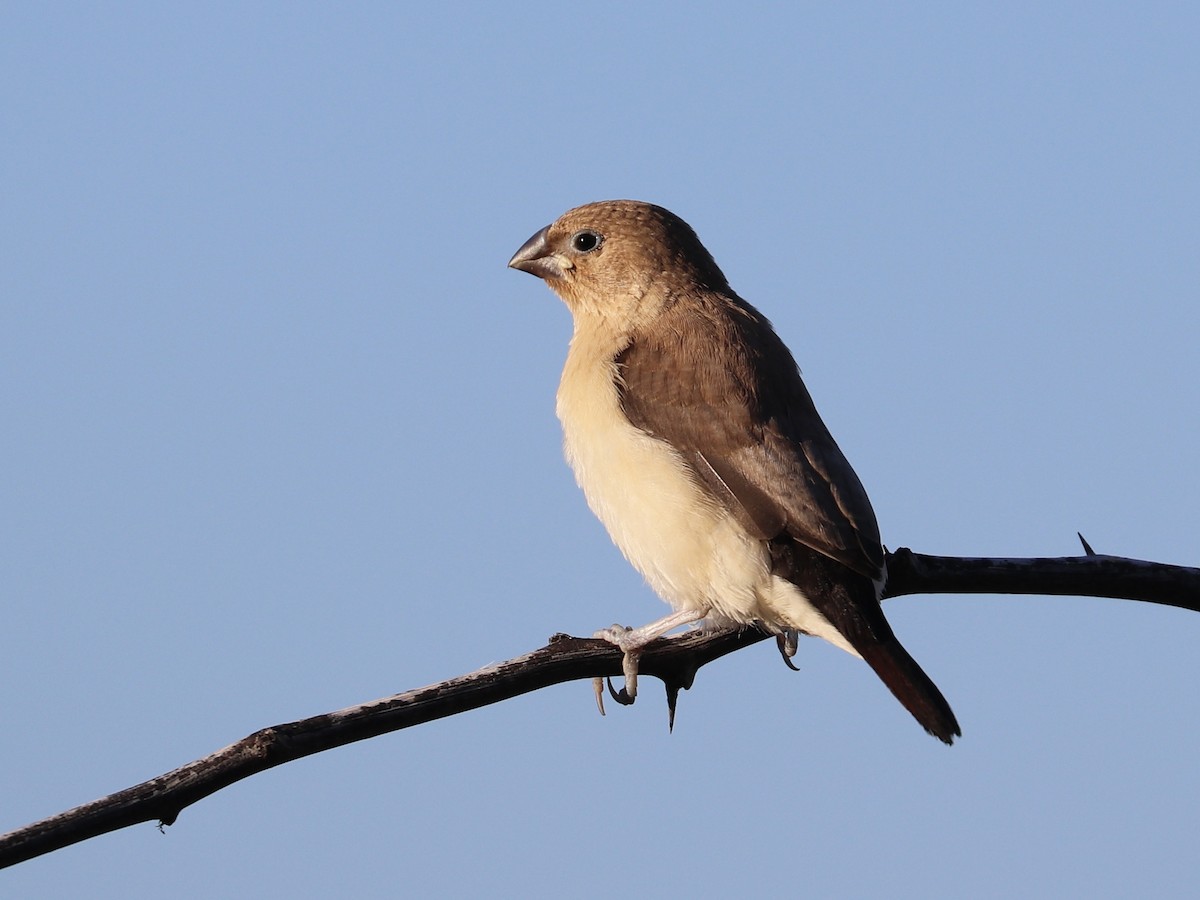 African Silverbill - ML646925210