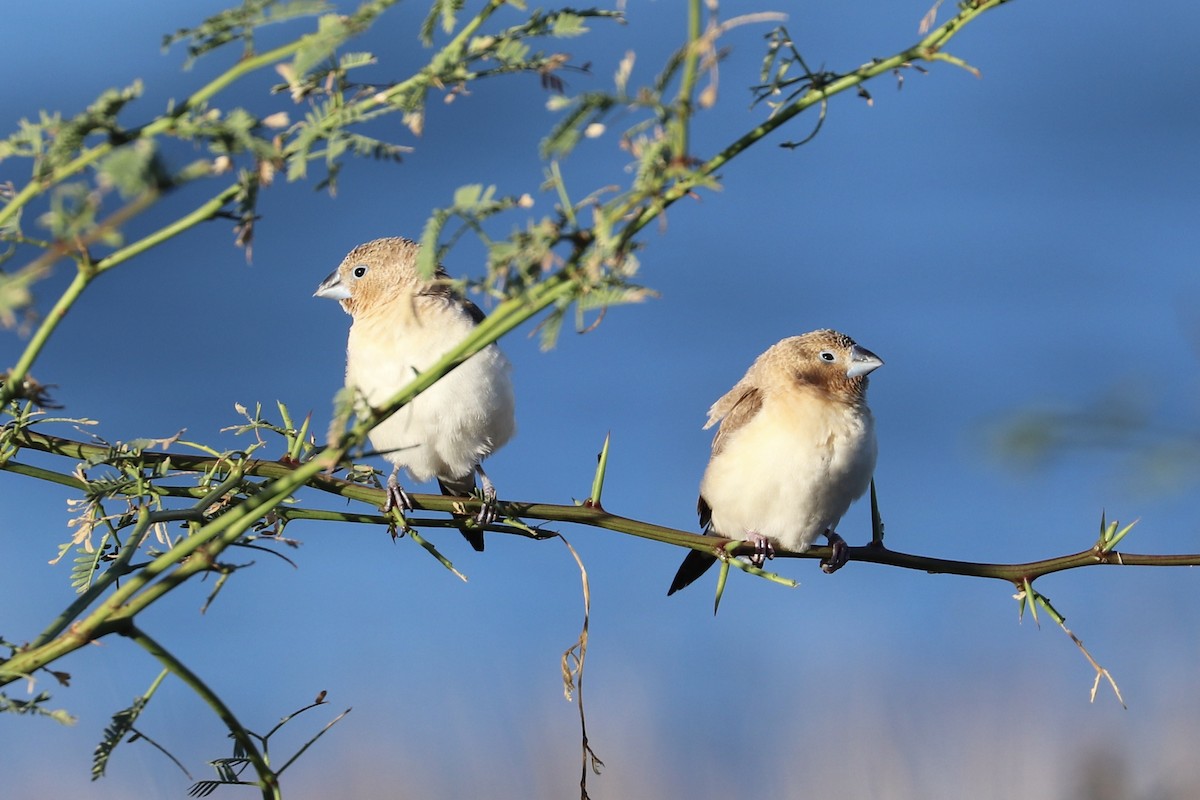 African Silverbill - ML646925211