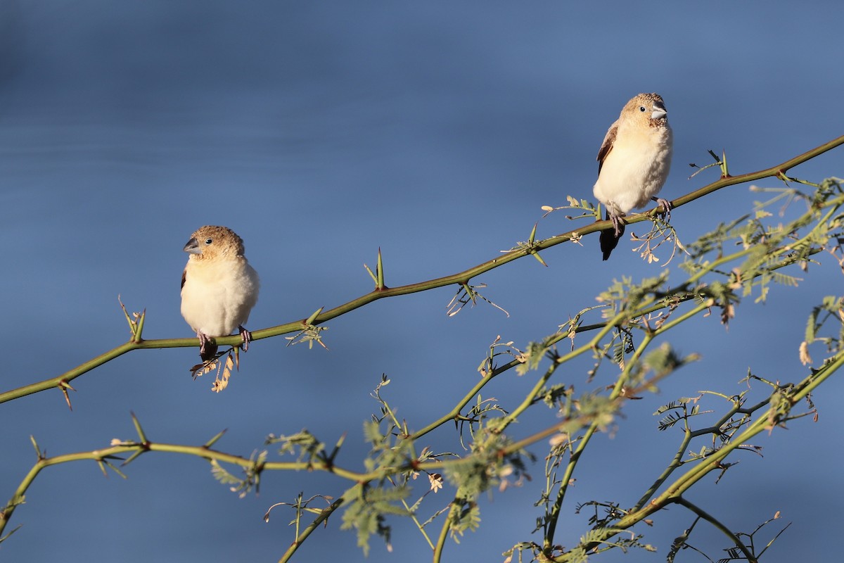 African Silverbill - ML646925212