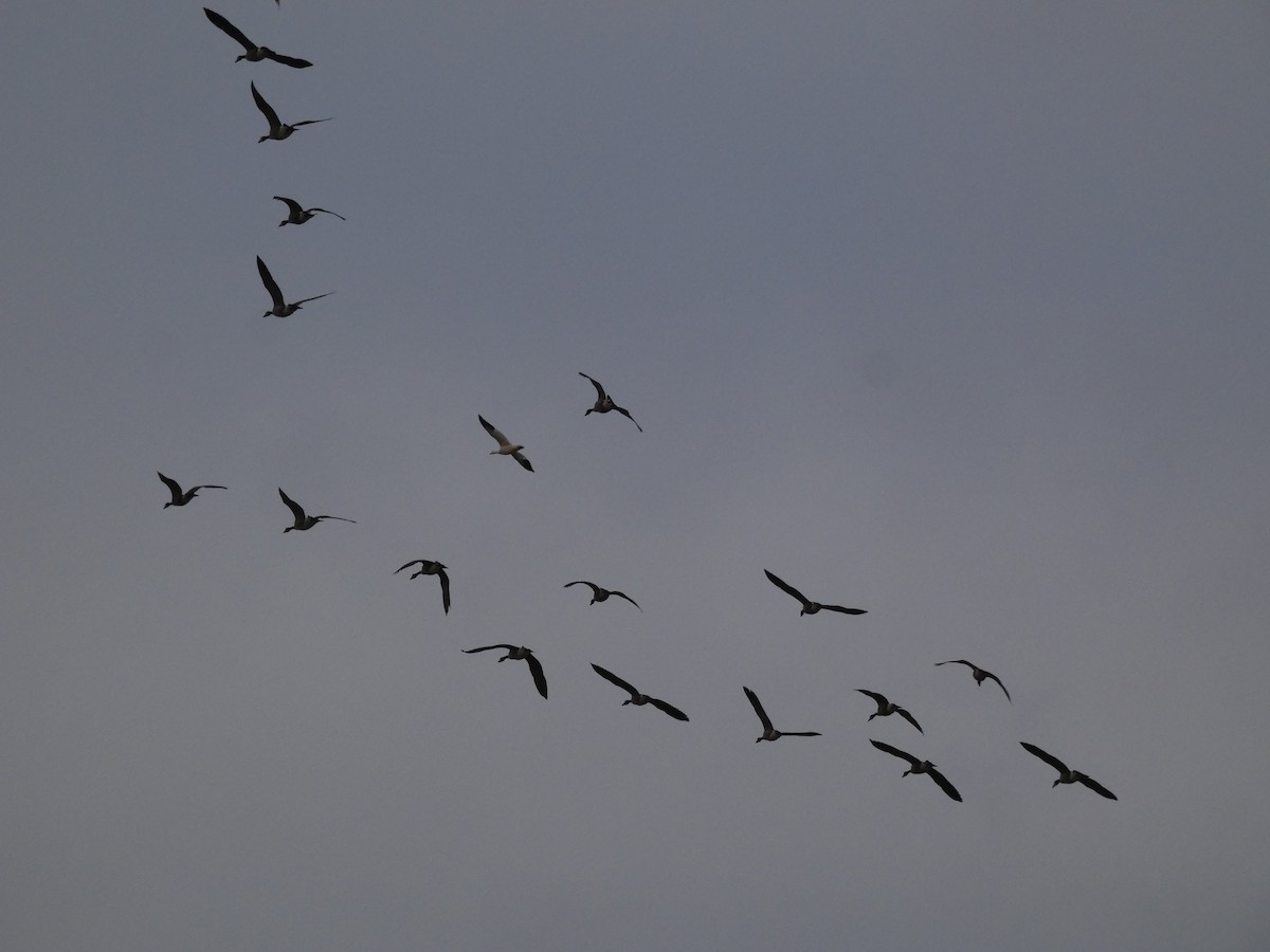 Ross's Goose - ML646925214