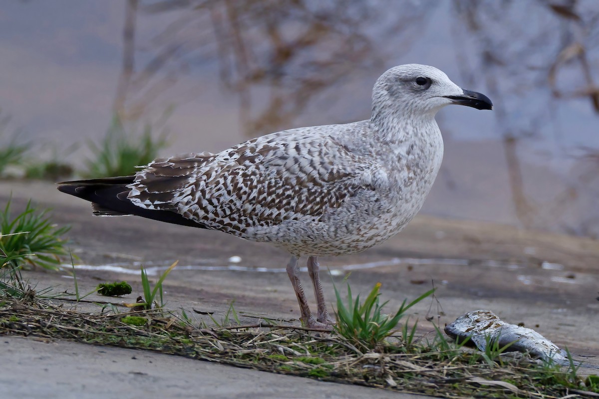 Great Black-backed Gull - ML646925215
