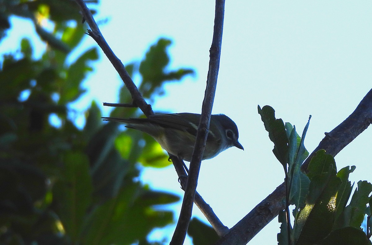 Blue-headed Vireo - ML646925216