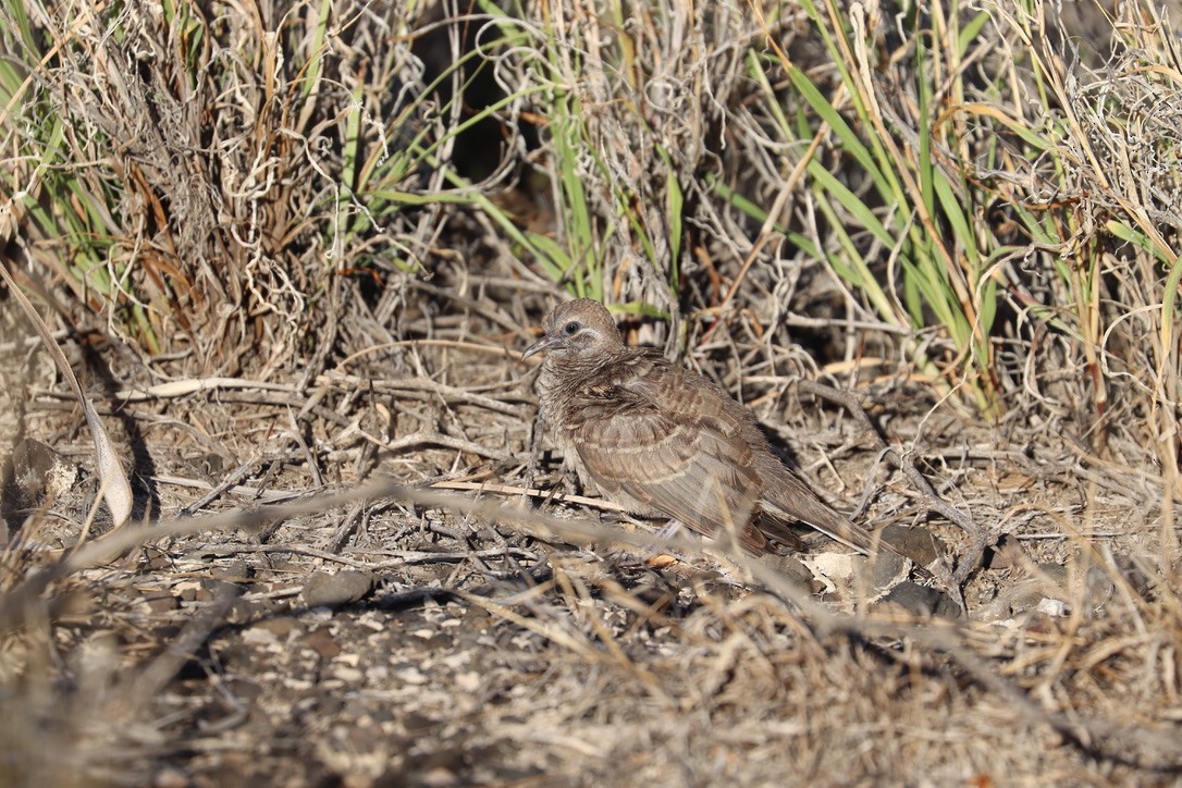 斑馬鳩 - ML646925217