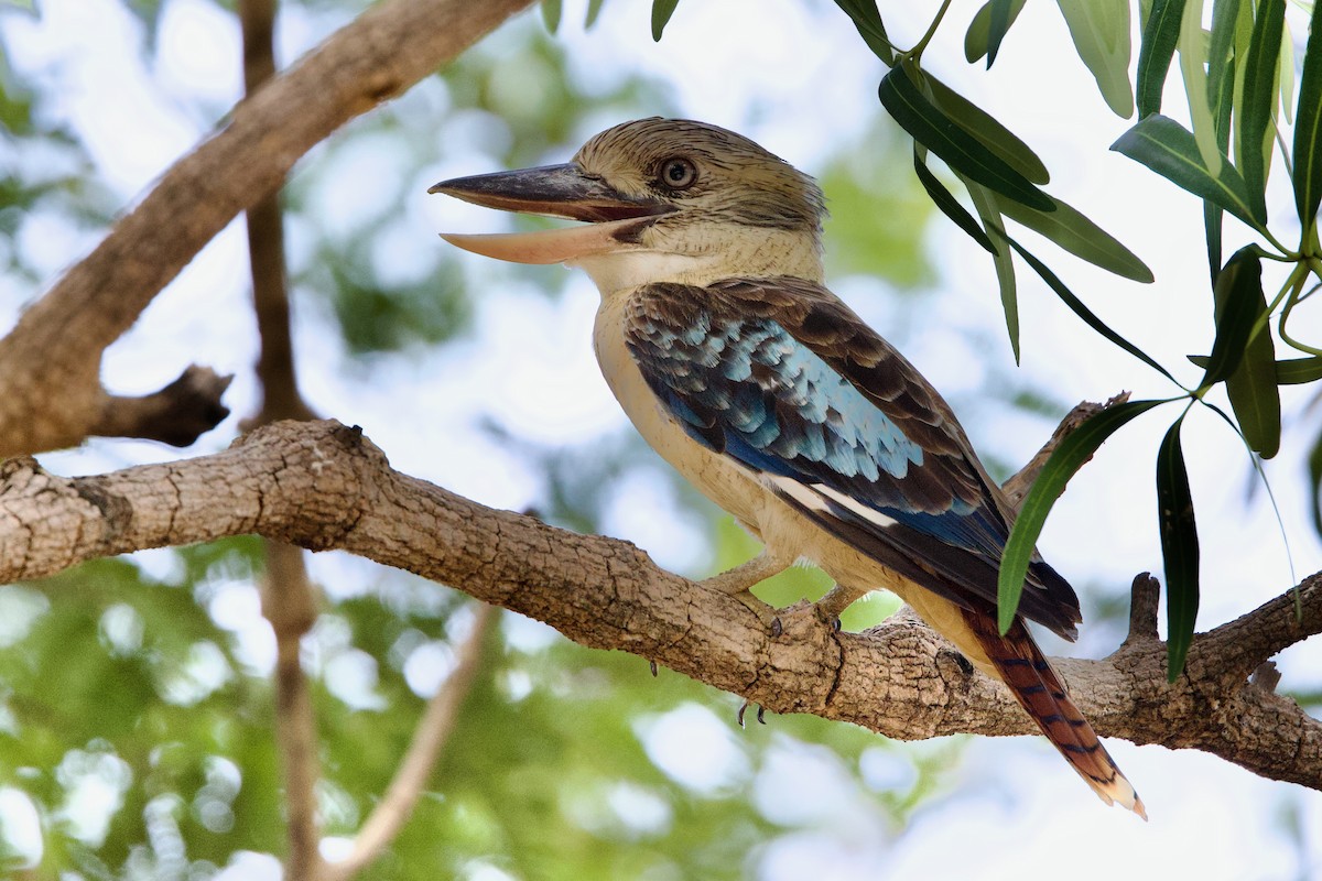 Blue-winged Kookaburra - ML646925218