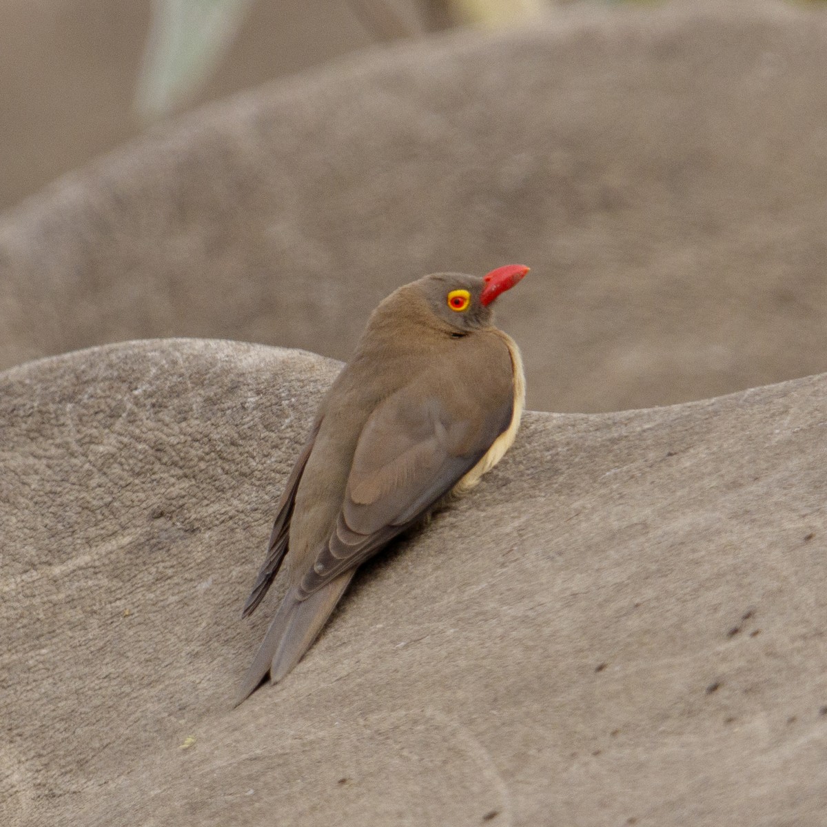 Red-billed Oxpecker - ML646925219