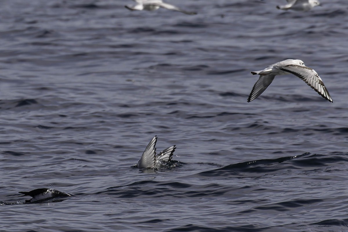 Bonaparte's Gull - ML646925220