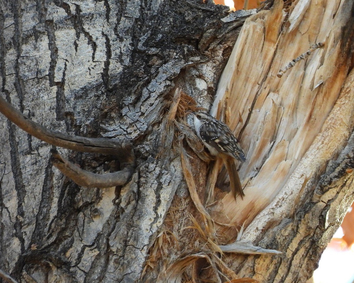 Brown Creeper - ML646925221