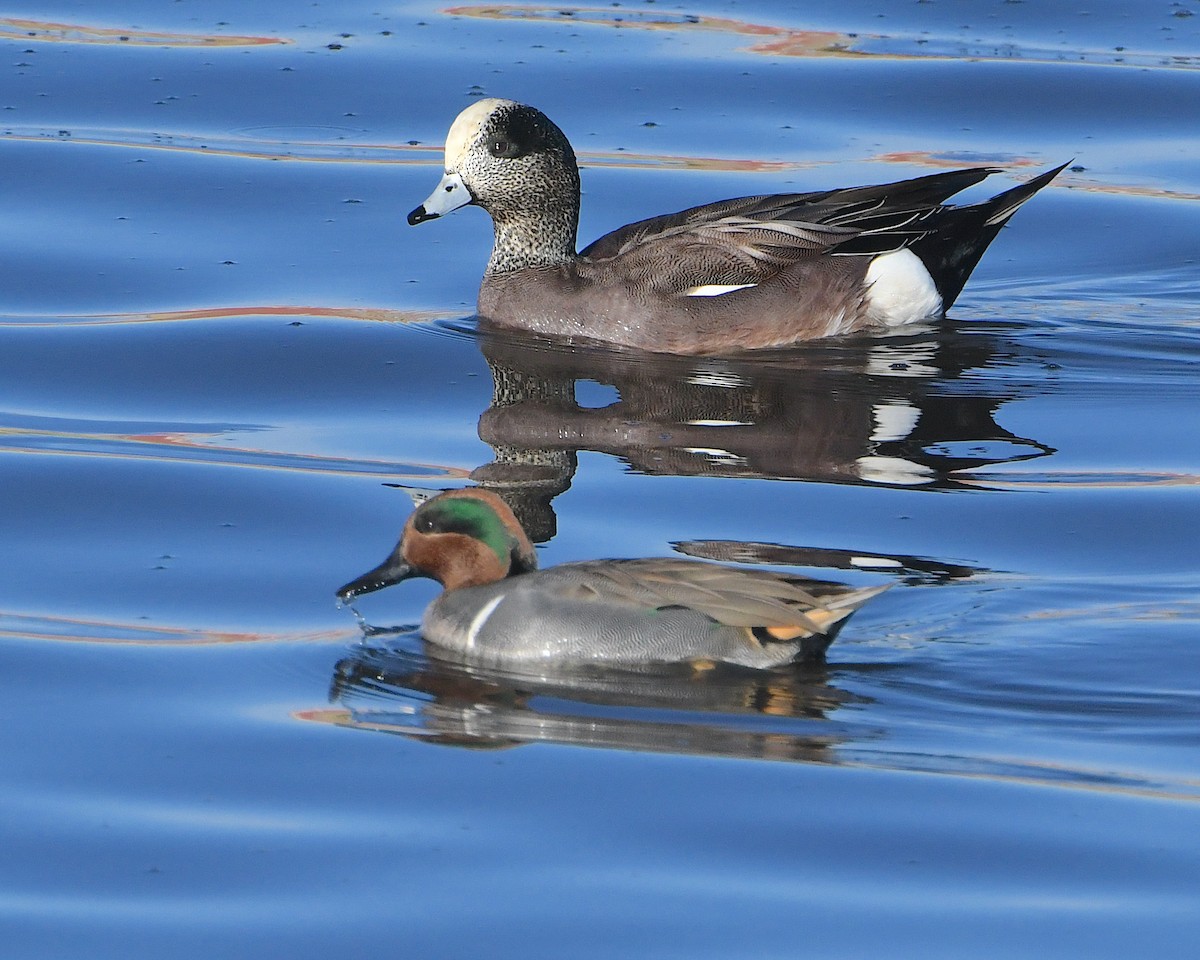 小水鴨(carolinensis) - ML646925224