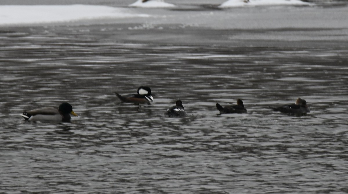 鵲鴨 - ML646925225