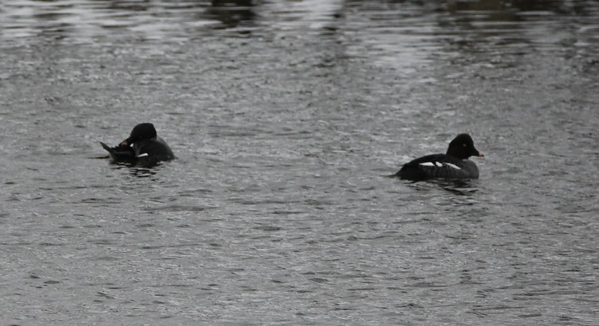 鵲鴨 - ML646925226